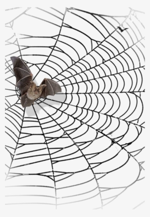 Halloween Cobwebs Clipart - Teralaña Halloween Png #1063859