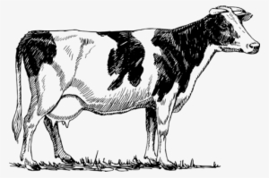 Sweeping The Cobwebs - Cow Vector Drawing #1064388