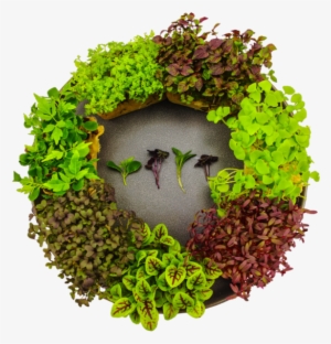 Microgreens - Wreath #1064472