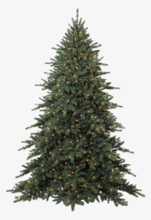 Arboles Navidad Png10 - Fraser Fir Tree #1064905