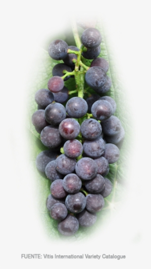 Uvas De Mesa - Seedless Fruit #1065458