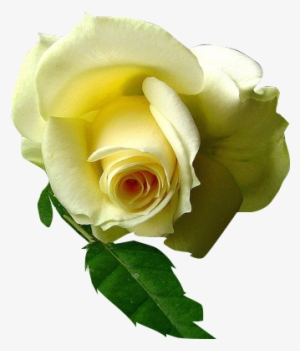 Rosas Amarillas Rosas - Rosa Amarilla Fondo Transparente #1065571