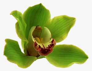 (16+) Healing Music. Исцеляющая Музыка #1066004