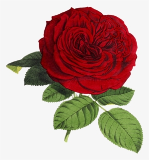 Rose, Flower, Flowers, Red, Green, Isolated, Vintage - 14th Happy Birthday Wishes #1066198