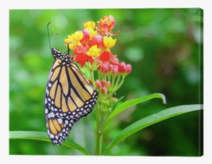 The Monarch Butterfly Feeding The Nectar From The Green - Monarch Butterfly #1066452