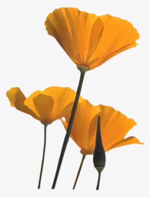 Poppies-orng - Orange Poppy Flower Png #1067953