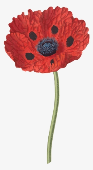 Flowers - Papaver Bracteatum #1068113