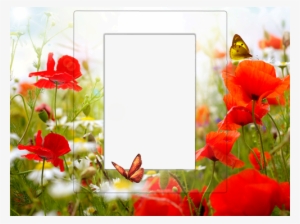Frame With Poppies - Canvas Wall Art Prints Red Flowers And White Daisies #1068366