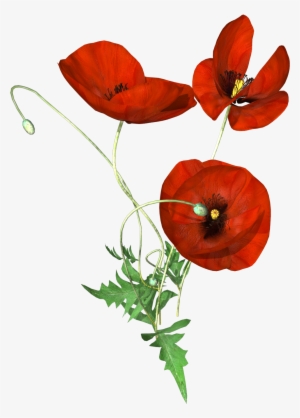 Hand Painted Three Poppies Png Transparent - Portable Network Graphics #1068533