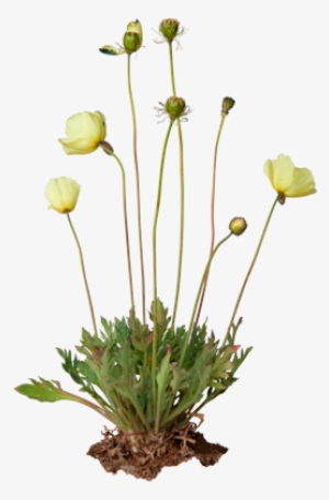 3d View - Arctic Poppy #1068662