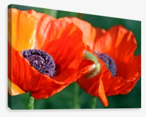 Sunlit Poppies Canvas Print - Oriental Poppy #1068920