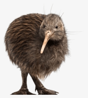 Kiwi Bird White Background #1068983