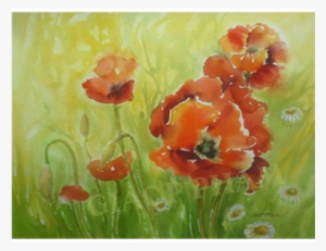 California Poppy #1069168