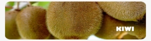 The Kiwi Is An Exotic Fruit Belonging To The Actinidiaceae - Honeydew #1069240
