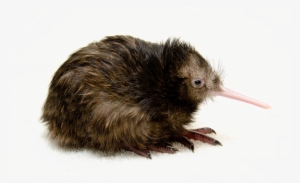 Kiwi Bird Transparent Png - Kiwi The Bird No Copyright #1069482
