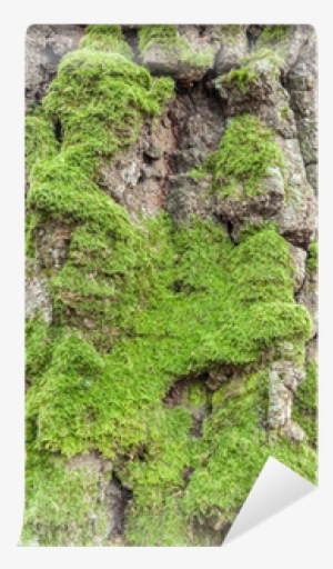 Tree #1069958