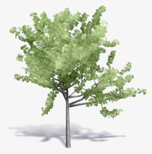 Image Result For Cadblock Birch Tree - Autodesk Revit #1070559