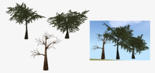 Moss Transparent Tree Png #1070829