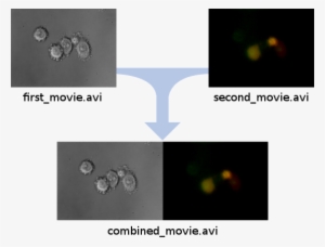 Film #1070959 Film #1070959