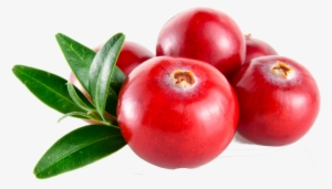 About Cranberries - Transparent Cranberry Clipart #1071513