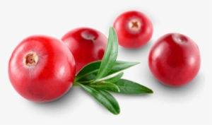 Cranberry Transparent #1071970