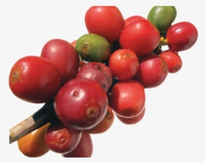 Download Wallpaper Clipart Full Wallpapers - Red Coffee Bean Png #1072684
