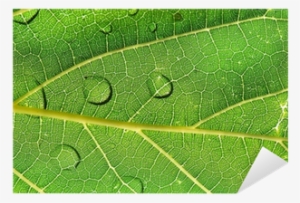 Hoja Al Trasluz Con Gotas De Agua - Drop #1073554