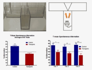 T Maze Spontaneous Alternation - T Maze Test #1073716
