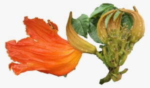 Gotas De Lluvia - Datura #1073880