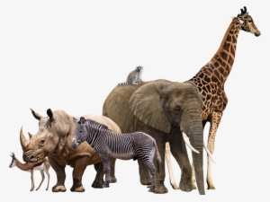 Wild Animals Png Transparent Wild Animals - African Animals Transparent Background #1074627