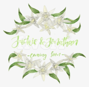 Jasmine #1074629