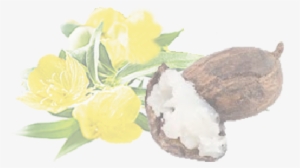 Love Your Skin - Butyrospermum Parkii Butter #1074659