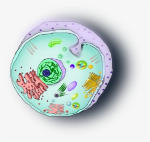 This Free Icons Png Design Of Celula Animal #1074789