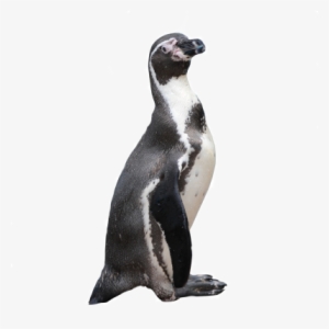 Pinguino - Pingüino Png #1074880