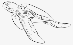 Free Stock Collection Of Sea Swimming High Quality - Sea Turtle Drawing Side View #1075330