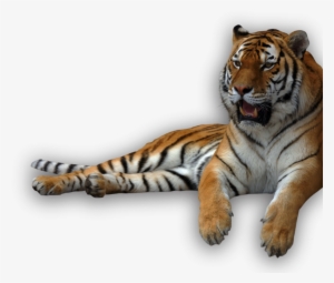 Animal Recents - Tigers Png #1075357