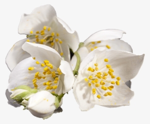 Jasmine - Transparent Musk Flower Png #1075378