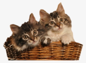 Cliparts Animales Domésticos Png - Png Uzantılı #1075486 Cliparts Animales Domésticos Png - Png Uzantılı #1075486