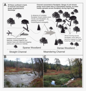 Concept Logmob3 - Attalea Speciosa #1076801