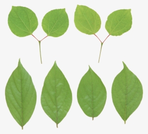 Green Leaf Png - Portable Network Graphics #1077183