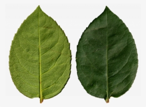 This Is The Base Texture From Where We Built Our Leaf - Renderman #1077233