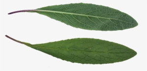 Leaf Texture - Leaf Texture Png #1077249