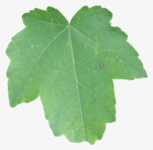 Leaf Green Brownspot Tree - Creative Commons License #1077281