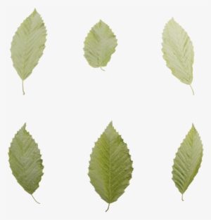 Leaf Set - Sweet Birch #1077574