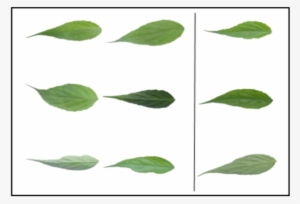 Samples Of Image Class 3 Texture - Swamp Birch #1077733