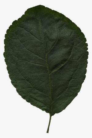 2d Leaves - Leaf #1077808 2d Leaves - Leaf #1077808