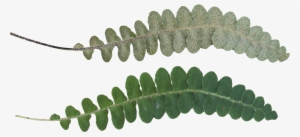 Leaf Texture - Portable Network Graphics #1078253