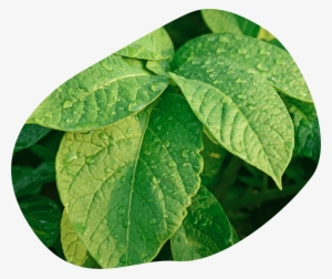 Leaves With Rain Drops - Crop #1078279