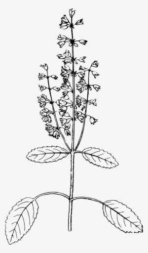 Graphic Free Clipart Holy Medium Image - Holy Basil Herb Drawing #1078988