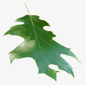 Quercus Rubra Leaf - Oak #1079082